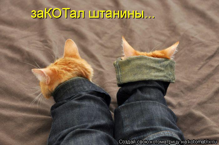 заКОТал штанины...... Котоматрица: заКОТал штанины...
