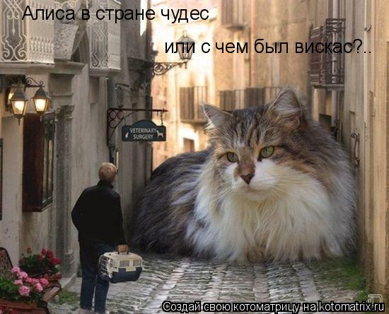 Котоматрица: Алиса в стране чудес или с чем был вискас?..