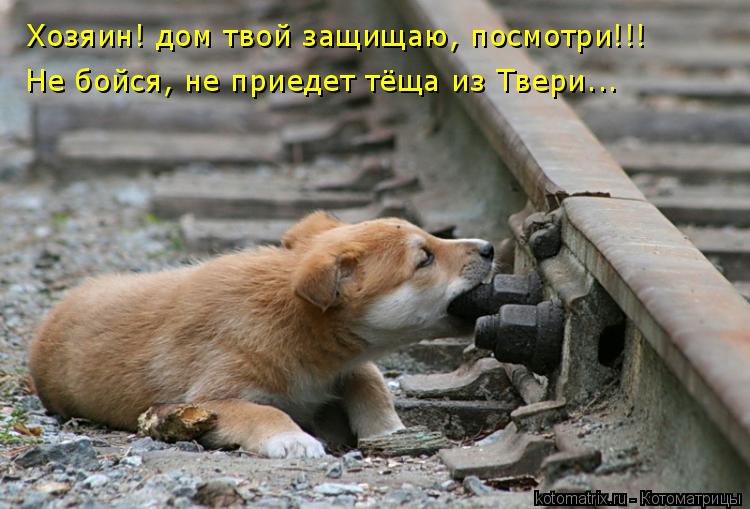 Хозяин! дом твой защищаю, посмотри!!! Не бойся, не приедет тёща из Твери...... Котоматрица: Хозяин! дом твой защищаю, посмотри!!! Не бойся, не приедет тёща из Твери...