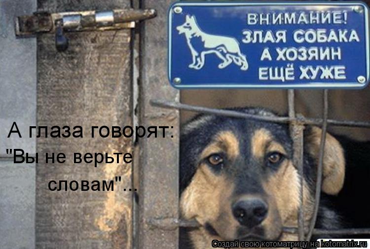 Котоматрица: А глаза говорят: "Вы не верьте словам"... "Вы не верьте словам"...