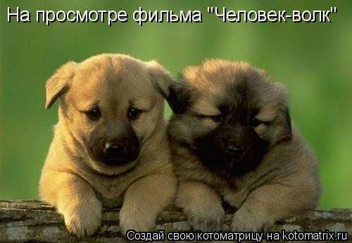 Котоматрица: На просмотре фильма "Человек-волк"