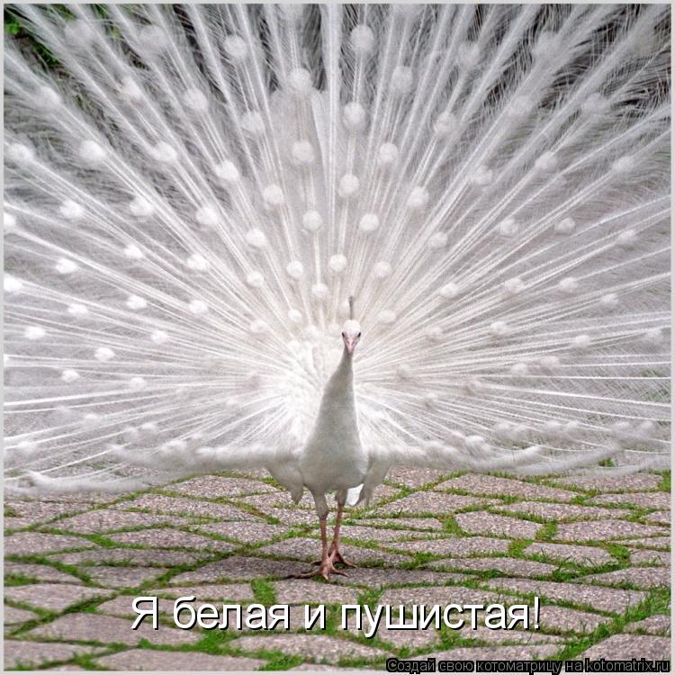 Котоматрица: Я белая и пушистая!