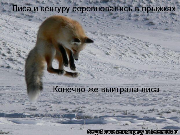 Котоматрица: Лиса и кенгуру соревновались в прыжках Конечно же выиграла лиса