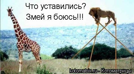 Котоматрица: Что уставились? Змей я боюсь!!!