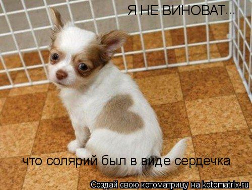 Котоматрица: Я не виноват, что солярий был в виде сердечка Я не виноват, что солярий был в виде сердечка  что солярий был в виде сердечка Я НЕ ВИНОВАТ ...