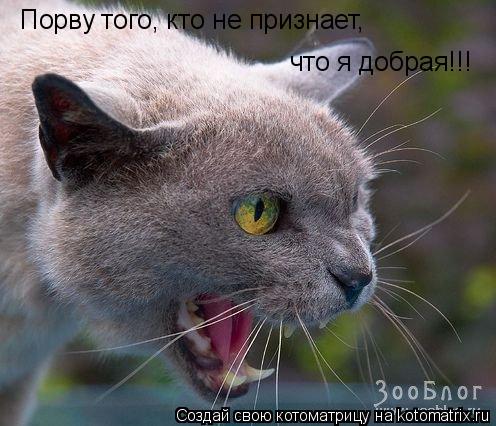 Котоматрица: Порву того, кто не признает, что я добрая!!!