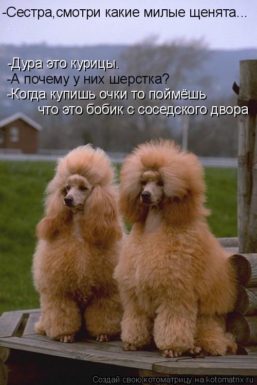 Котоматрица: -Сестра,смотри какие милые щенята... -Дура это курицы. -А почему у них шерстка? -Когда купишь очки то поймёшь  что это бобик с соседского двора