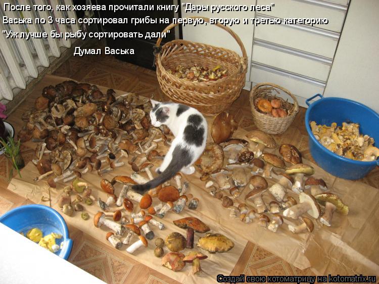 Котоматрица: После того, как хозяева прочитали книгу "Дары русского леса" Васька по 3 часа сортировал грибы на первую, вторую и третью категорию "Уж лучше 