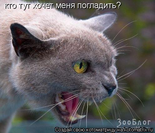 Котоматрица: кто тут хочет меня погладить?