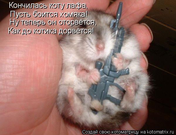Котоматрица: Кончилась коту лафа, Пусть боится хомяка! Ну теперь он оторвётся, Как до котика дорвётся!