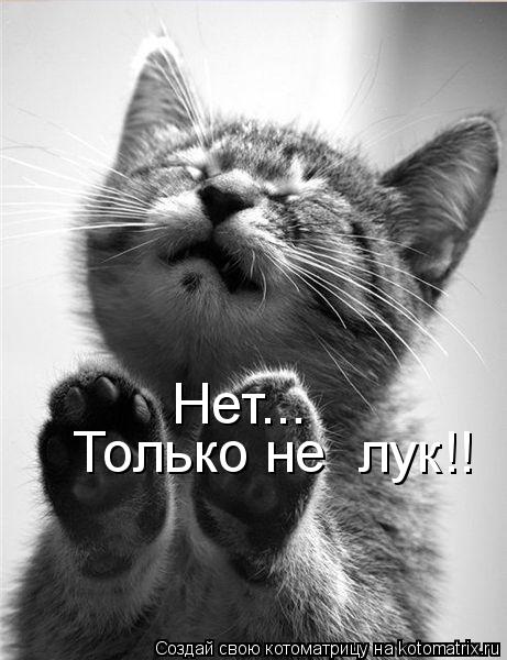Котоматрица: Нет... Только не  лук!!