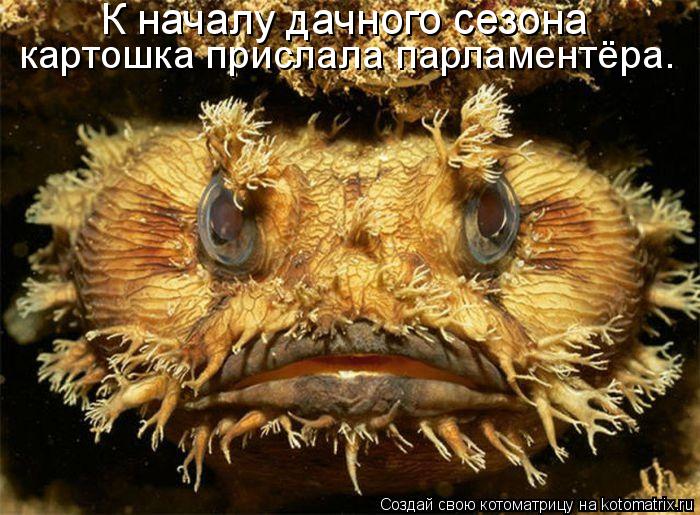 К началу дачного сезона картошка прислала парламентёра.... Котоматрица: К началу дачного сезона картошка прислала парламентёра.