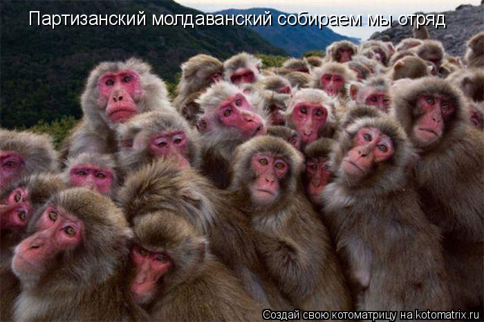 Котоматрица: Партизанский молдаванский собираем мы отряд
