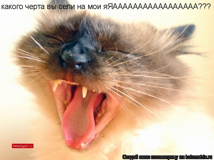 Котоматрица: какого черта вы сели на мои яЯААААААААААААААААА???
