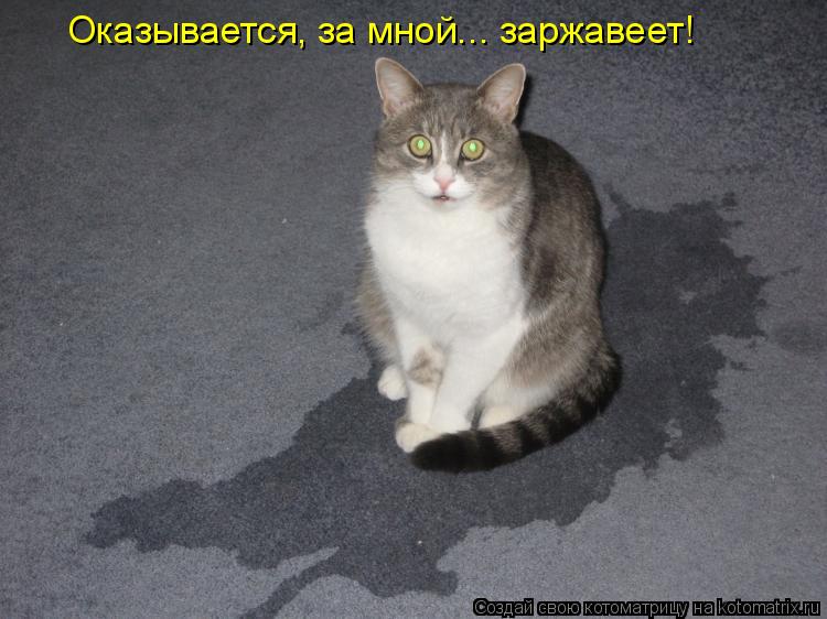 Котоматрица: Оказывается, за мной... заржавеет!