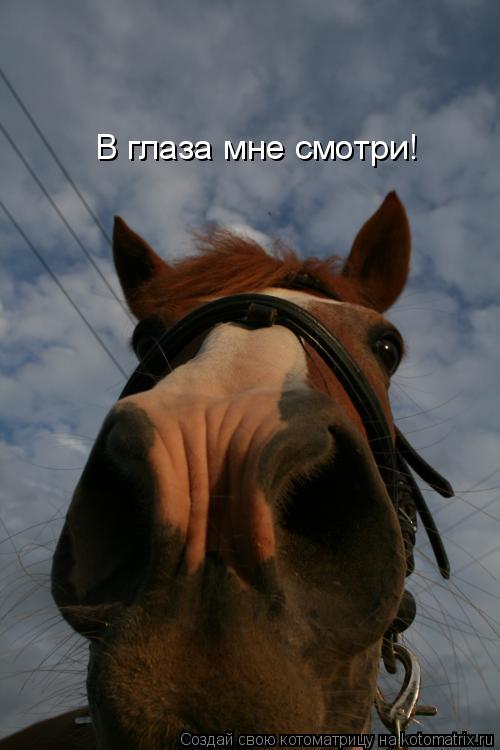 Котоматрица: В глаза мне смотри!