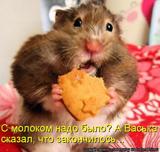 С молоком надо было? А Васька сказал, что закончилось...... Котоматрица: С молоком надо было? А Васька сказал, что закончилось...