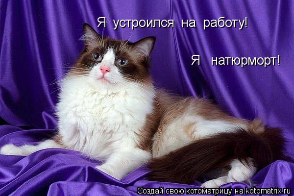 Котоматрица: Я  устроился  на  работу! Я   натюрморт!