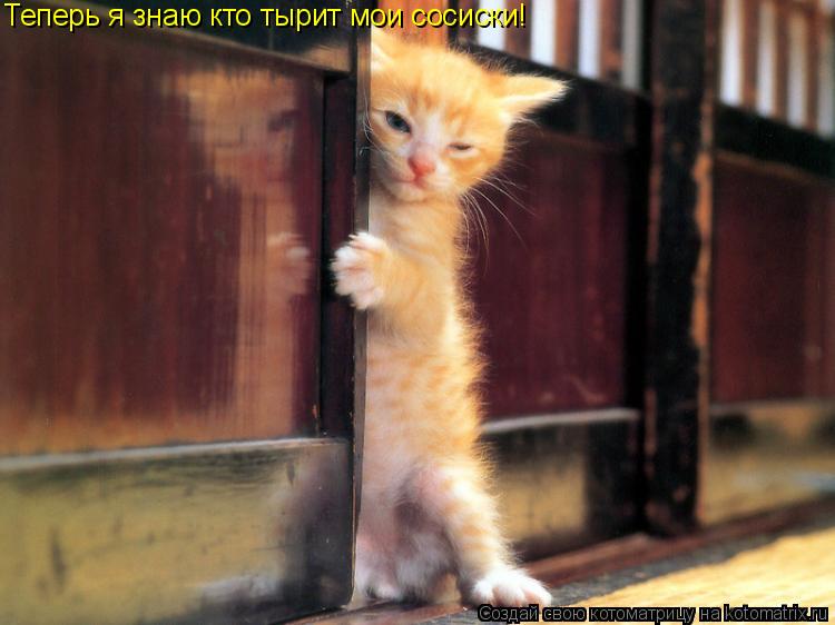 Котоматрица: Теперь я знаю кто тырит мои сосиски!