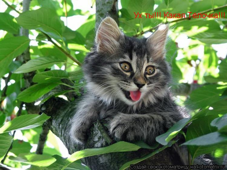 Котоматрица: Ух ты!!! Какая Тёлочка!!!