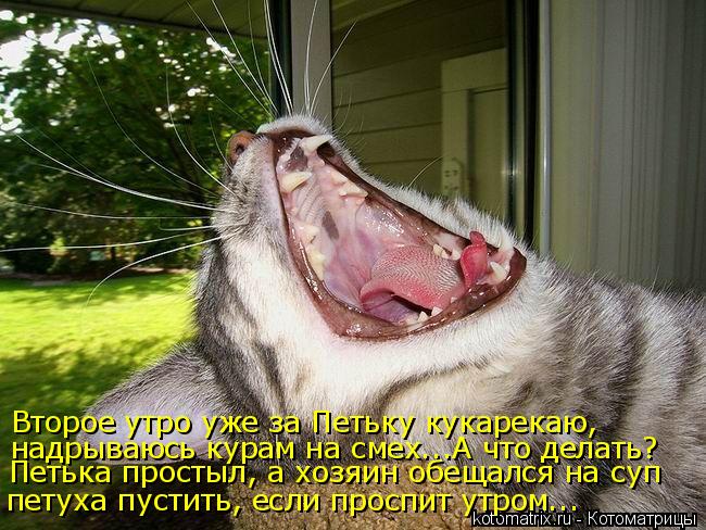 Второе утро уже за Петьку кукарекаю, надрываюсь курам на смех...А что делать? петуха пустить, если п... Котоматрица: Второе утро уже за Петьку кукарекаю, надрываюсь курам на смех...А что делать? петуха пустить, если проспит утром... Петька простыл, а хозяин о