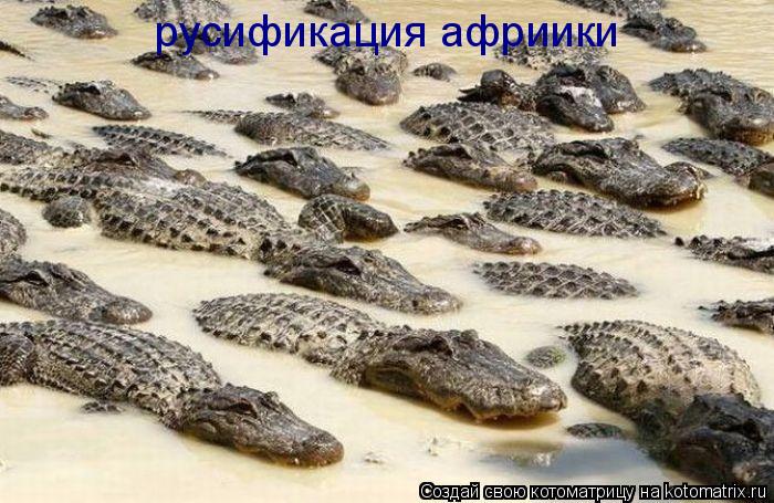 Котоматрица: русификация африики