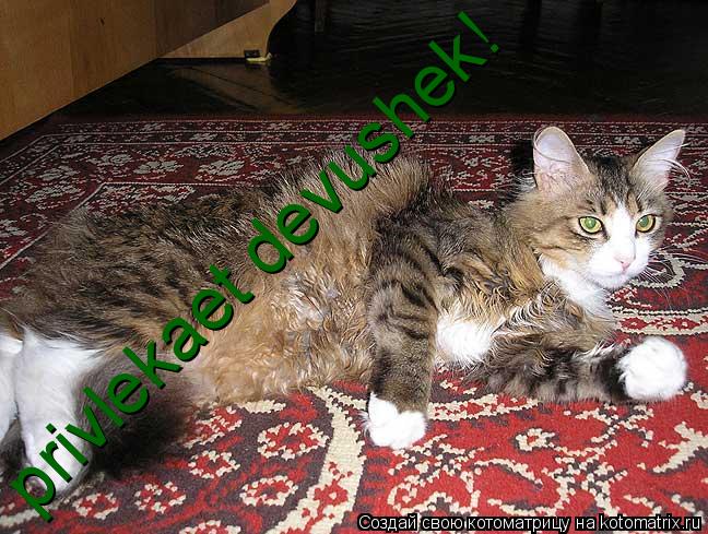 Котоматрица: privlekaet devushek!
