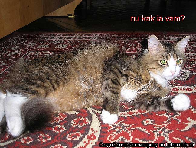 Котоматрица: nu kak ia vam? nu kak ia vam?