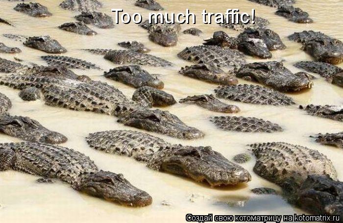 Котоматрица: Too much traffic!