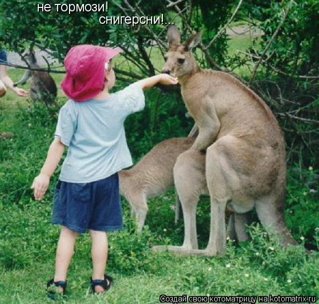 Котоматрица: не тормози! снигерсни!...