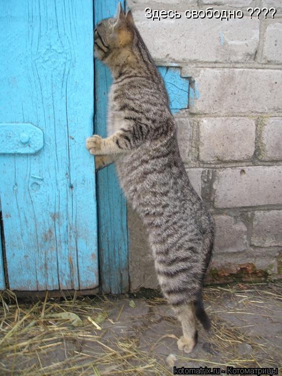 Котоматрица: Здесь свободно ????