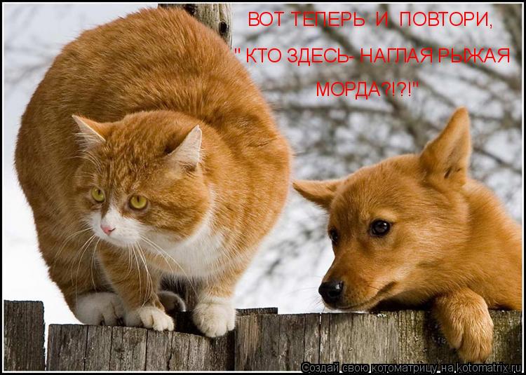 Котоматрица: " КТО ЗДЕСЬ- НАГЛАЯ РЫЖАЯ МОРДА?!?!" ВОТ ТЕПЕРЬ  И  ПОВТОРИ,