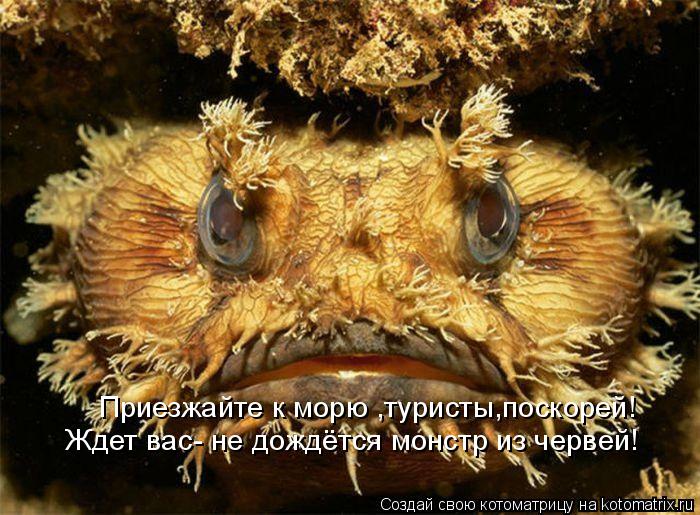Котоматрица: Ждет вас- не дождётся монстр из червей! Приезжайте к морю ,туристы,поскорей!