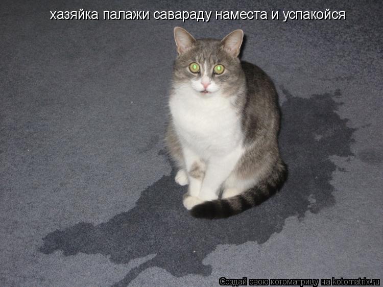 Котоматрица: хазяйка палажи савараду наместа и успакойся