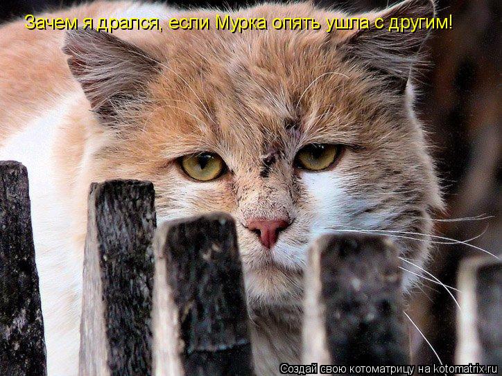 Котоматрица: Зачем я дрался, если Мурка опять ушла с другим!