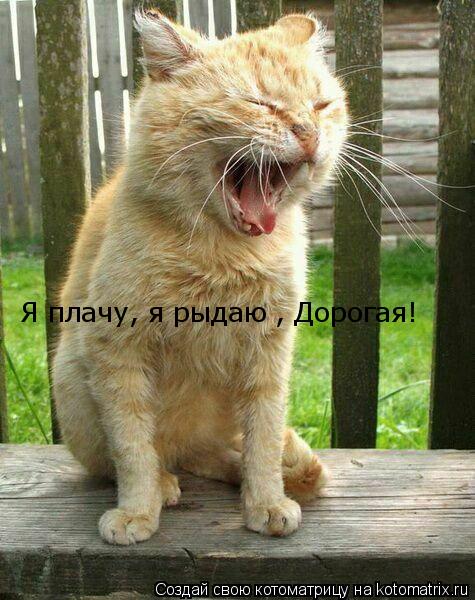 Котоматрица: Я плачу, я рыдаю , Дорогая!