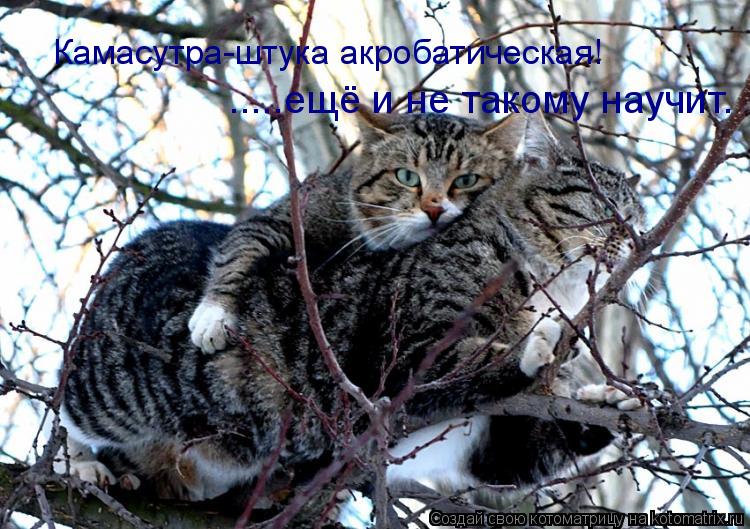 Котоматрица: Камасутра-штука акробатическая! .....ещё и не такому научит.