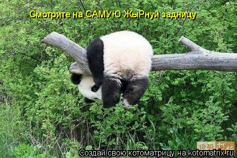 Котоматрица: Смотрите на САМУЮ ЖыРнуй задницу