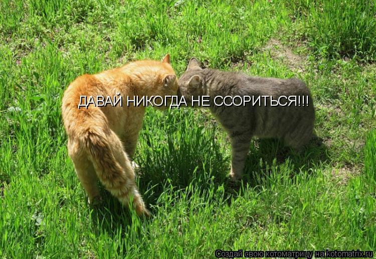 Котоматрица: ДАВАЙ НИКОГДА НЕ ССОРИТЬСЯ!!!