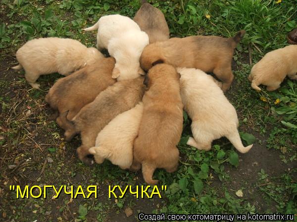 Котоматрица: "МОГУЧАЯ  КУЧКА"