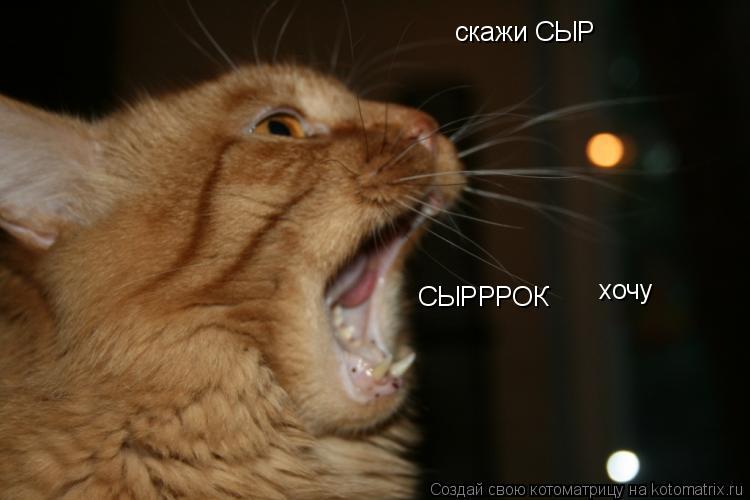 Котоматрица: скажи СЫР СЫРРРОК хочу