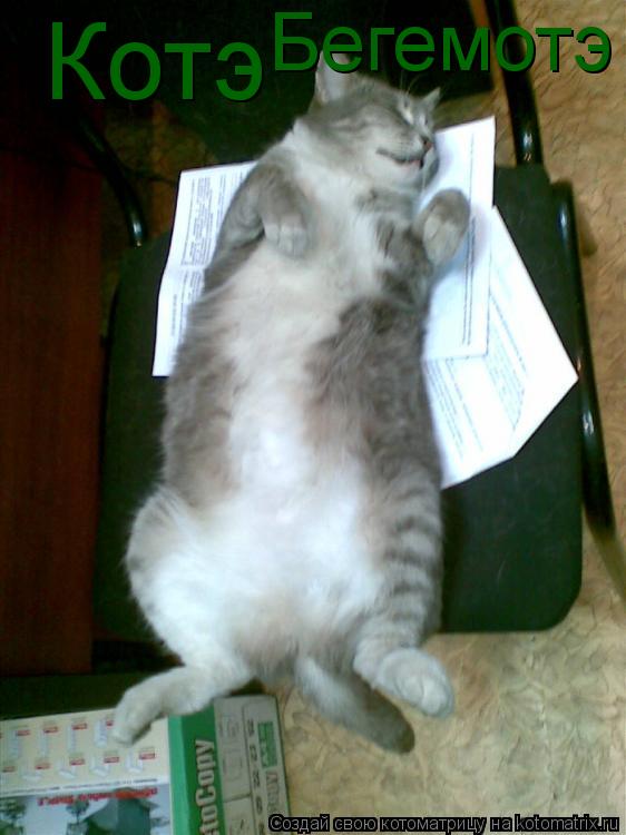 Котоматрица: Котэ  Бегемотэ