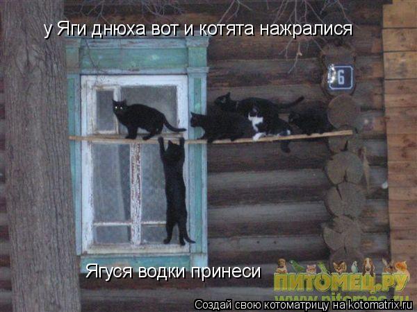 Котоматрица: у Яги днюха вот и котята нажралися Ягуся водки принеси