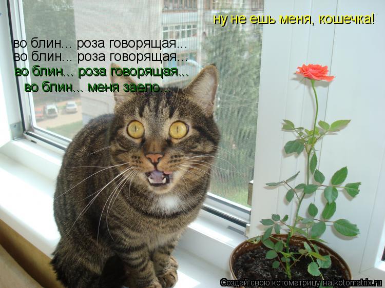 Котоматрица: ну не ешь меня, кошечка! во блин... роза говорящая... во блин... роза говорящая... во блин... роза говорящая... во блин... меня заело...