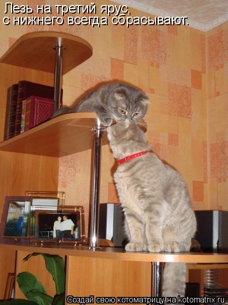 Котоматрица: Лезь на третий ярус, с нижнего всегда сбрасывают.