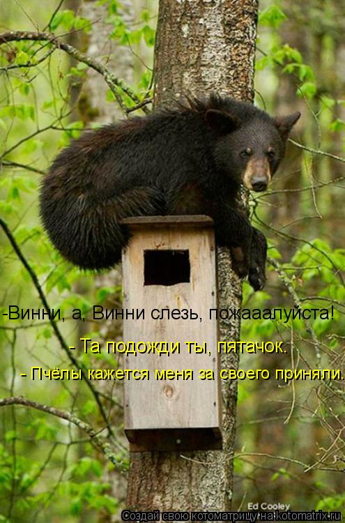 Котоматрица: - Та подожди ты, пятачок.  -Винни, а, Винни слезь, пожааалуйста! - Пчёлы кажется меня за своего приняли.