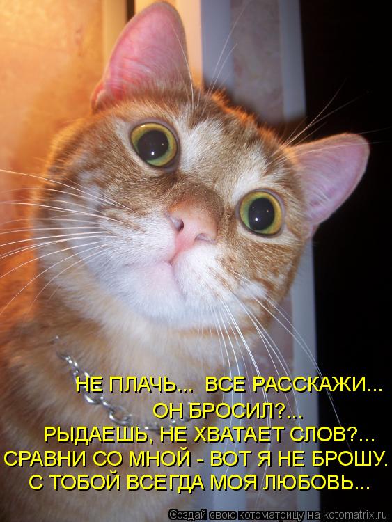 Котоматрица: НЕ ПЛАЧЬ...  ВСЕ РАССКАЖИ... ОН БРОСИЛ?... РЫДАЕШЬ, НЕ ХВАТАЕТ СЛОВ?... СРАВНИ СО МНОЙ - ВОТ Я НЕ БРОШУ. С ТОБОЙ ВСЕГДА МОЯ ЛЮБОВЬ...
