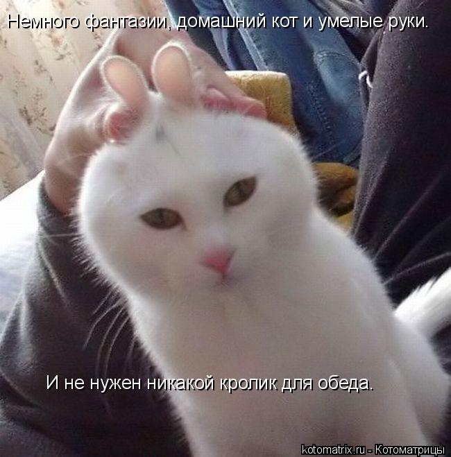 Котоматрица: Немного фантазии, домашний кот и умелые руки.  И не нужен никакой кролик для обеда.