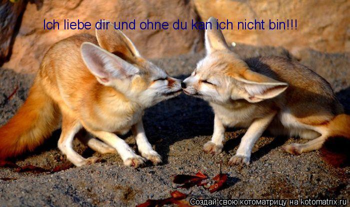 Котоматрица: Ich liebe dir und ohne du kan ich nicht bin!!!