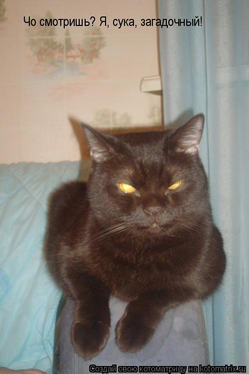 Котоматрица: Чо смотришь? Я, сука, загадочный!